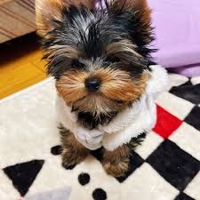 Gorgeous x Yorkshire terriers
