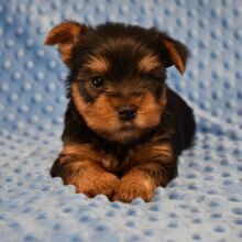 Yorkshire Terrier looking for a good home to adopt him