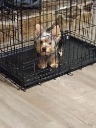 19 wk old Yorkshire Terrier for sale