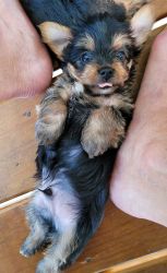 Yorkshire Terrier puppies for sale!