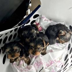 I have yorkie pups looking for a new home