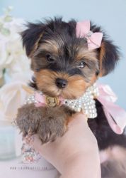 Tiny Exquisite Female/Male Yorkshire Terrier