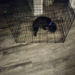Selling a Dog