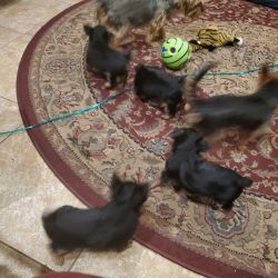 pure breed 9 week old yorkies.message for more info.3males 2 females a