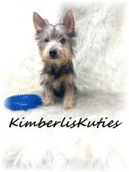 Yorkshire Terrier, Male and Female