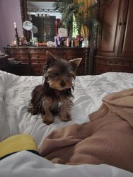 Female yorkshire terrier pup for sale