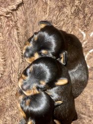 Boy Yorkies For Sell