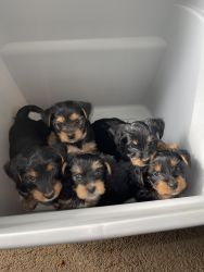 Purebred Yorkshire Terrier puppies!