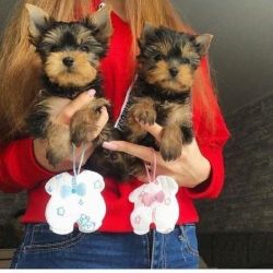 700$ AKC Yorkie Puppies
