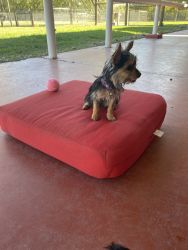 4 month old yorkies for sell female and male.