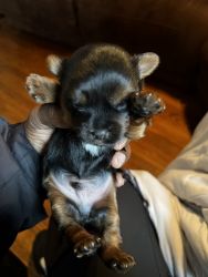 Male Yorkie puppie for sale