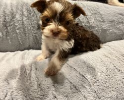 Parti Yorkie Puppies for Sale