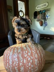 4 Month Old Male Yorkie Puppy