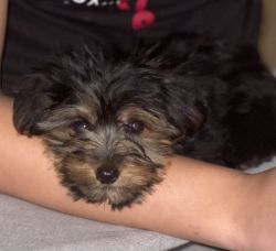 Yorkie puppies ready now!! Will be small!!