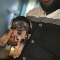 Healthy Yorkies puppies for sale