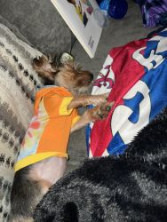 6 month old Yorkie for Sale