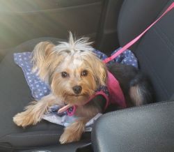 1 Year Old Female AKC Yorkie For Rehoming