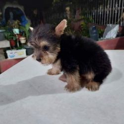 Teacup yorkie puppies for adoption and Rehoming