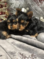 2 male Yorkshire Terrier Puppies