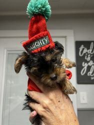 Yorkshire terrier puppy his name is Chance
