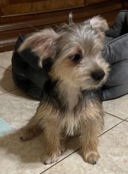 Yorkie Female & Male- 6 months old