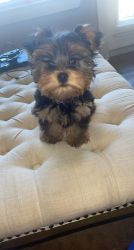 Purebred Yorkshire Female Puppy looking for a great home