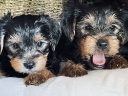 Purebred Yorkshire Terriers!