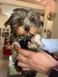 Yorki puppies available