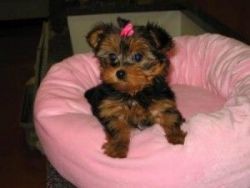 Two gorgeous Yorkie puppies available