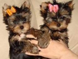Beautiful Purebred Yorkie Puppies