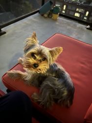 Adorable Teacup Yorkie with ALL SUPPLIES