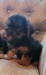 Yorkie Puppy available