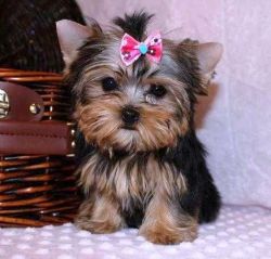 Cute Yorkie puppies Available