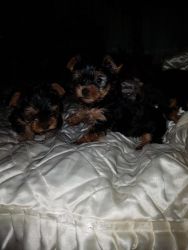 Beautiful Yorkie puppies available.