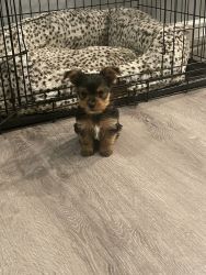 New puppies Yorkies available