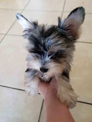 Male yorkie puppy needs good home
