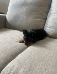 Adorable female 3 month old yorkie up for rehoming.