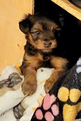 Yorkie puppies all 3 are females i posted mon and dads pictures too