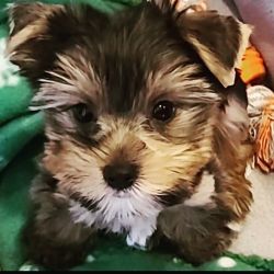 Rehoming yorkie puppy