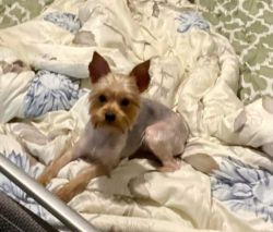 Full blooded male yorkie