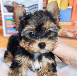 Teacup yorkie Puppies For Sale