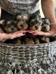Gorgeous Yorkies teacup puppies for sale!