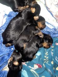 Yorkie puppies 1 Month Old