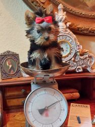 Beau. Yorky puppies, 5 Mo., tiny, vaccines ( three round multiple) and