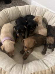 6 mix breed puppies