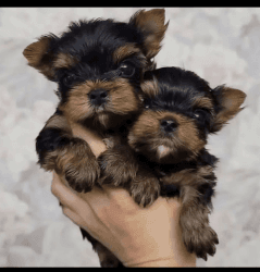 Cute AKC Teacup Yorkie Puppies Available