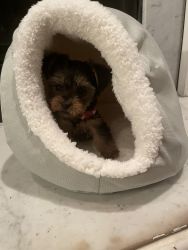 Yorkie Puppies for Sale in Atlanta