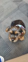Yorkies males for sale