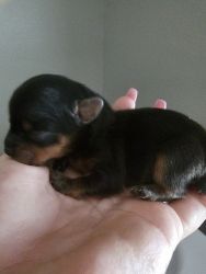Tiny yorkie puppies