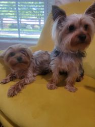1 male and 1 female toy yorkie
